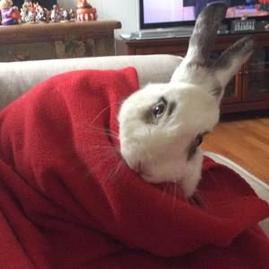 Meet your Posher, Ginger